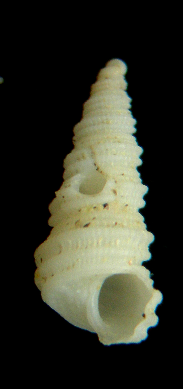 Mathilda cochlaeformis